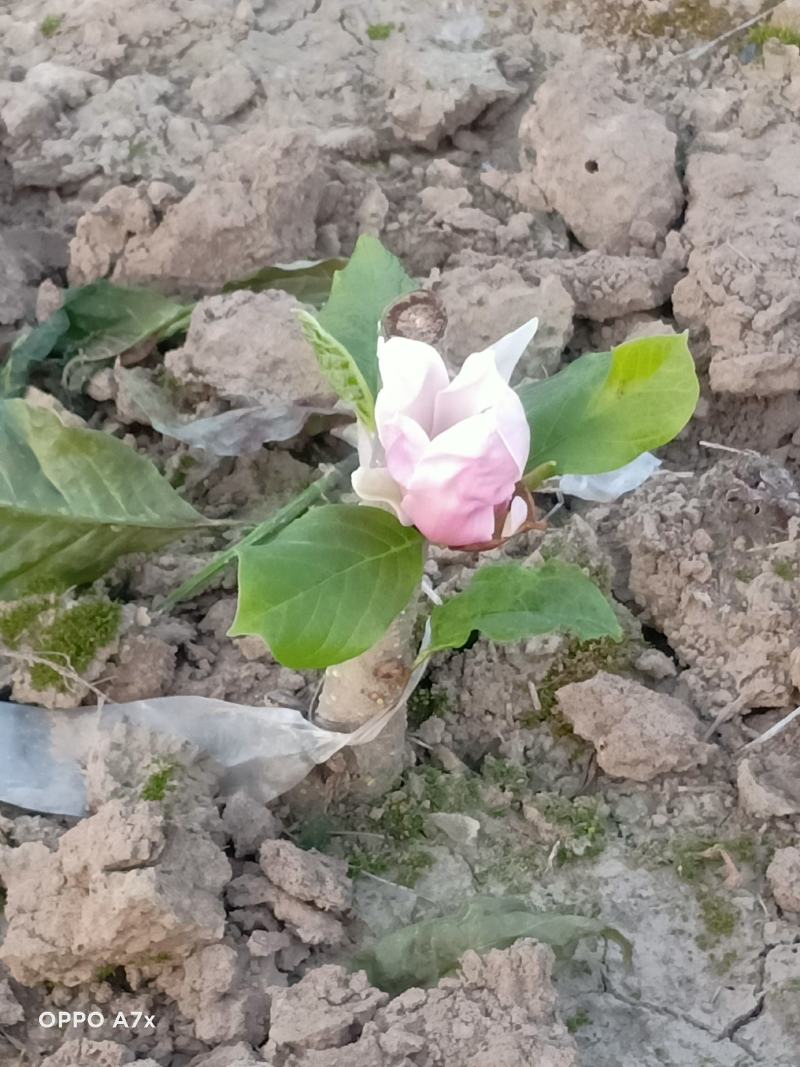 如意玉兰中分枝预售中，现在还没花苞里，后秋大量上市。