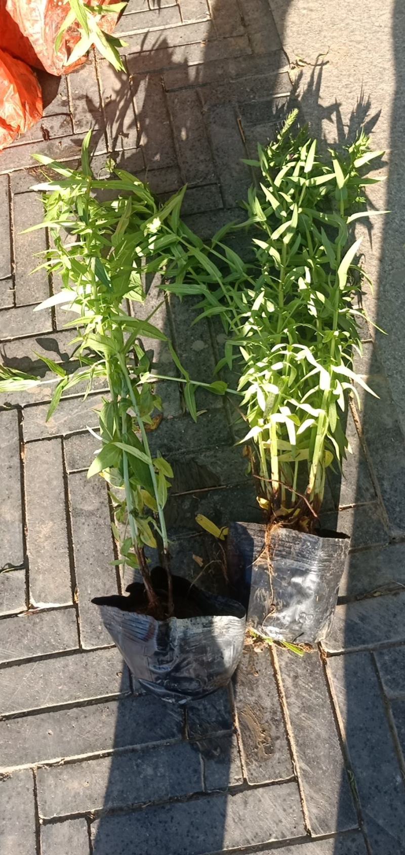 【精品】千屈菜种苗基地直销技术支持，绿化盆栽千屈菜