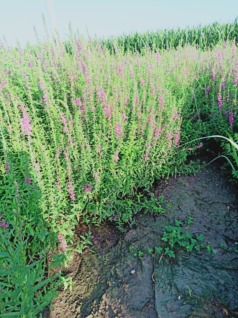 【精品】千屈菜种苗基地直销技术支持，绿化盆栽千屈菜