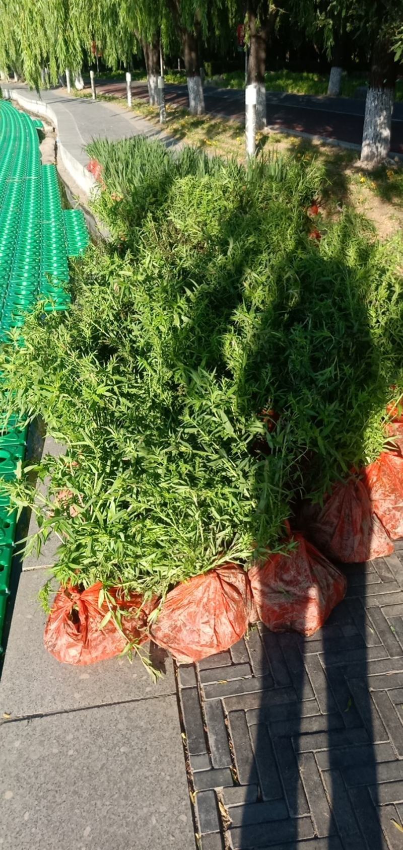 【精品】千屈菜种苗基地直销技术支持，绿化盆栽千屈菜