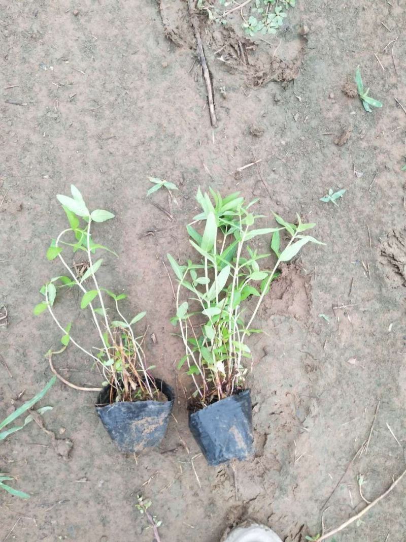 【精品】千屈菜种苗基地直销技术支持，绿化盆栽千屈菜