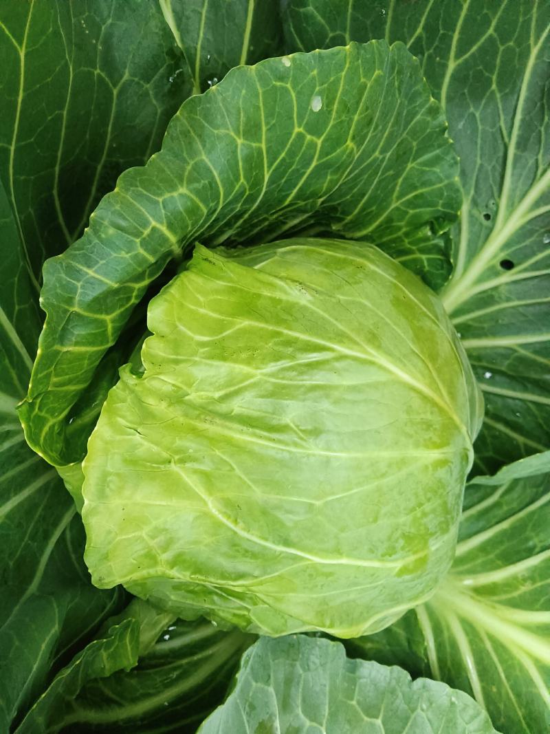 甘蓝(ε)绿球(ε)
