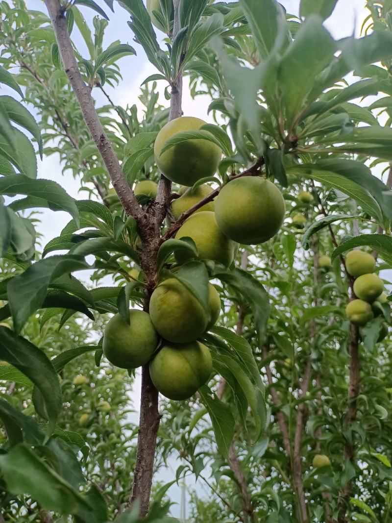 蜂糖李