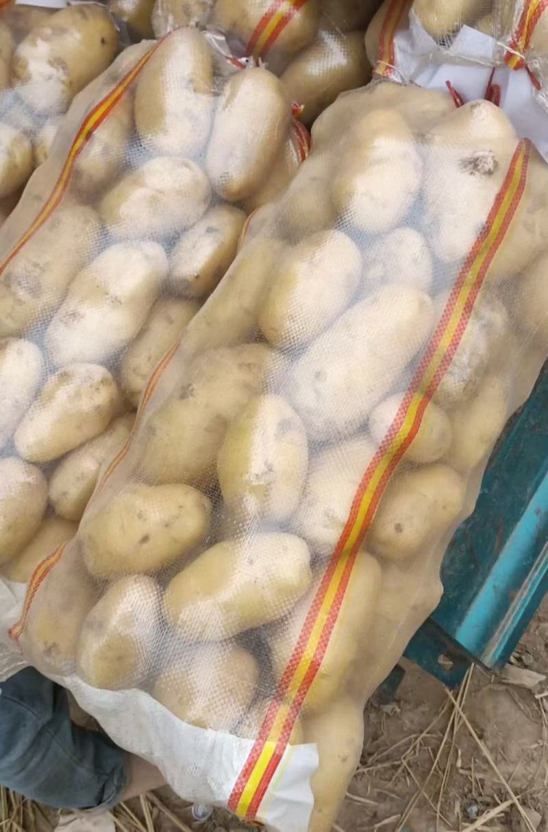 （基地直供）开封祥符区土豆全国发货，货源充足