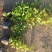 山东棣棠种植批发基地