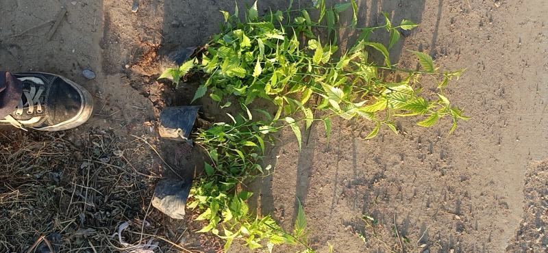山东棣棠种植批发基地