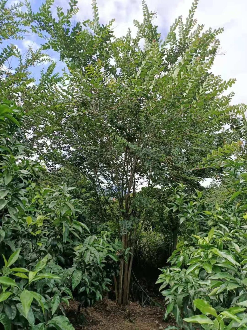 紫薇，5-30公分红花，粉花，以及嫁接，工程苗及苗圃