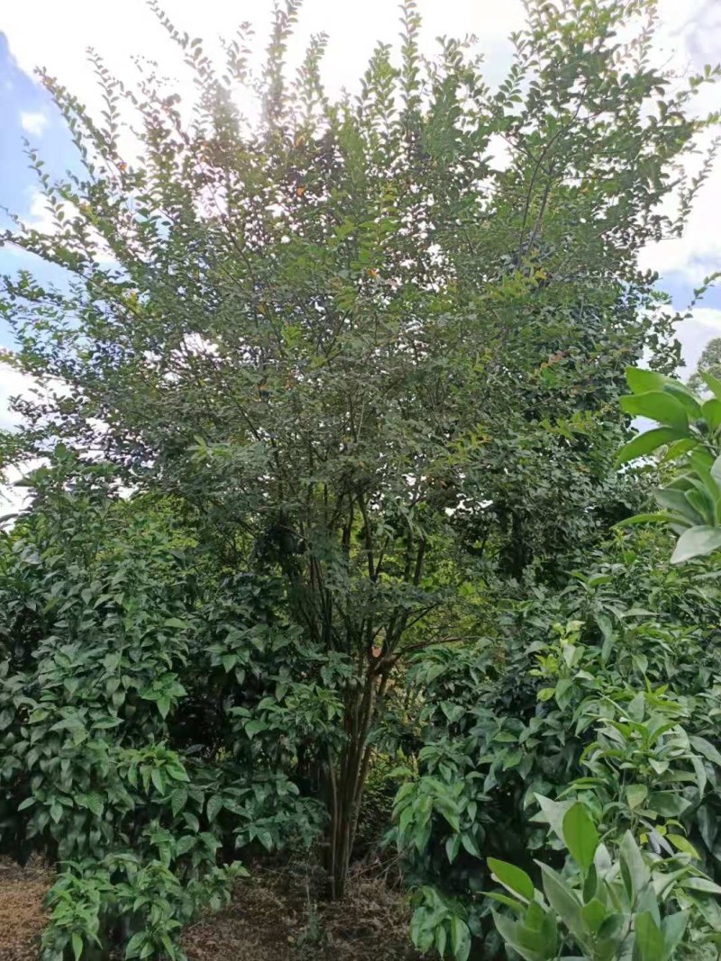 紫薇，5-30公分红花，粉花，以及嫁接，工程苗及苗圃