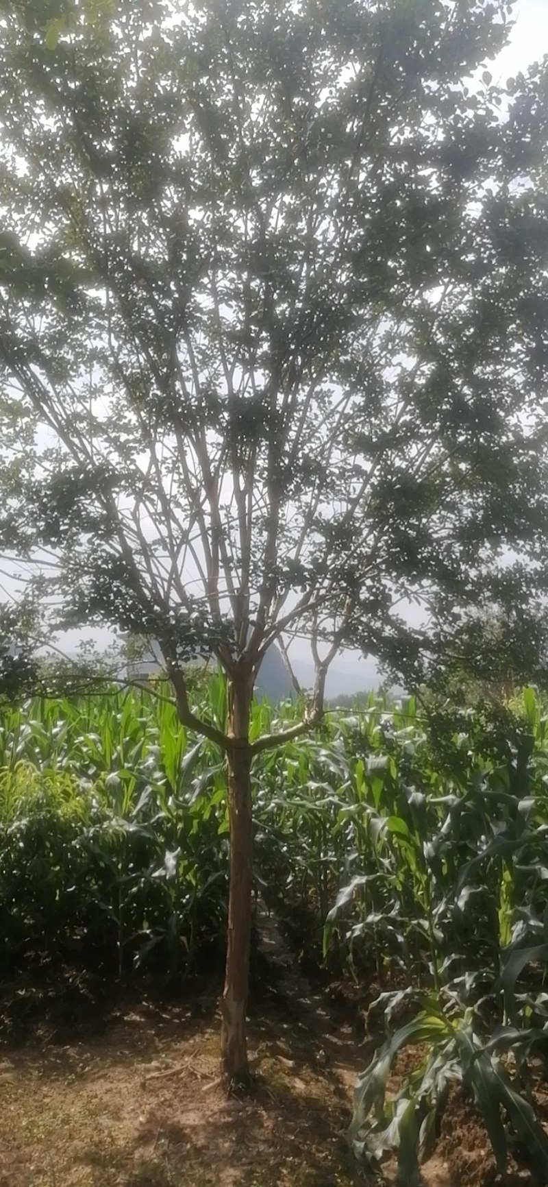 紫薇，5-30公分红花，粉花，以及嫁接，工程苗及苗圃