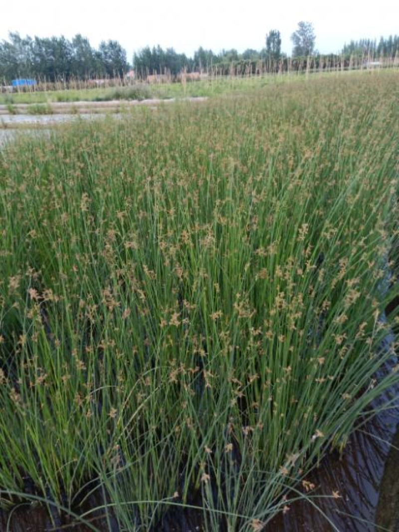 园林绿化苗木，水生植物，观赏草，观赏水葱苗