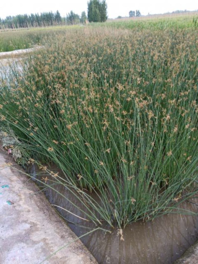 园林绿化苗木，水生植物，观赏草，观赏水葱苗
