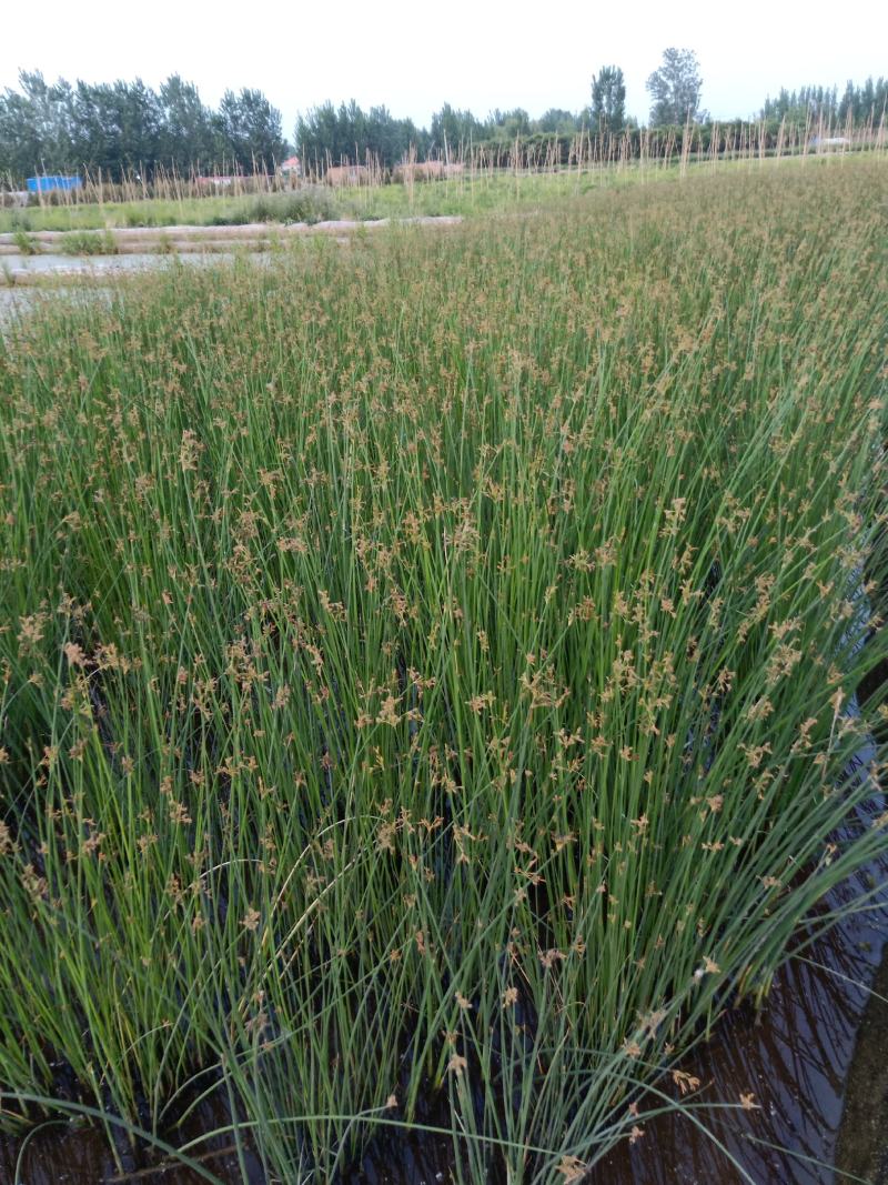 园林绿化苗木，水生植物，观赏草，观赏水葱苗