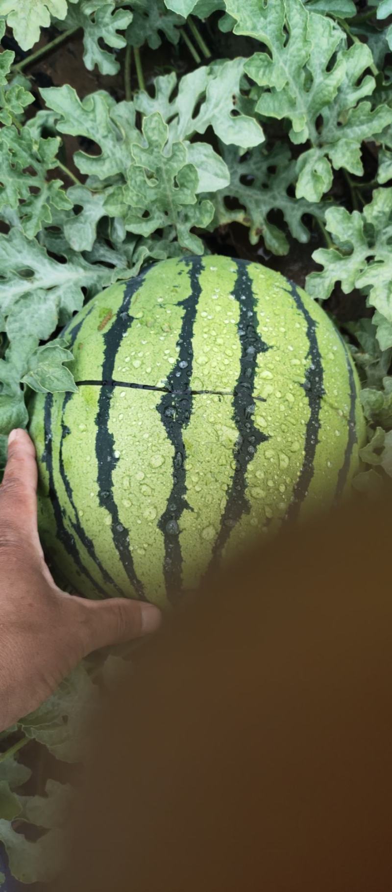 圆圆的大西瓜，甜王