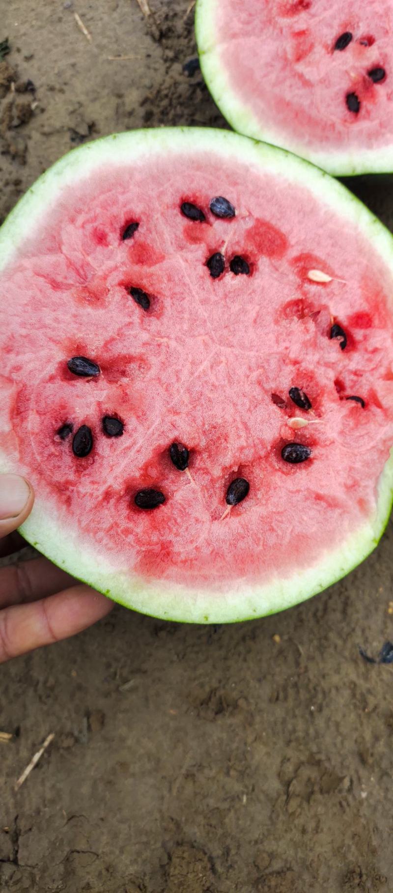 圆圆的大西瓜，甜王