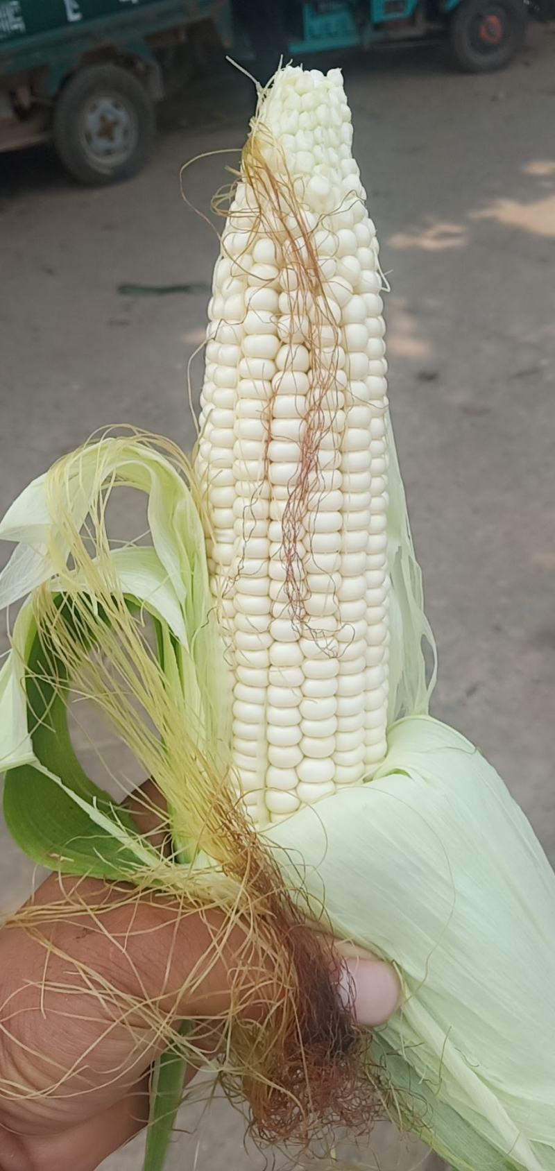 万糯玉米