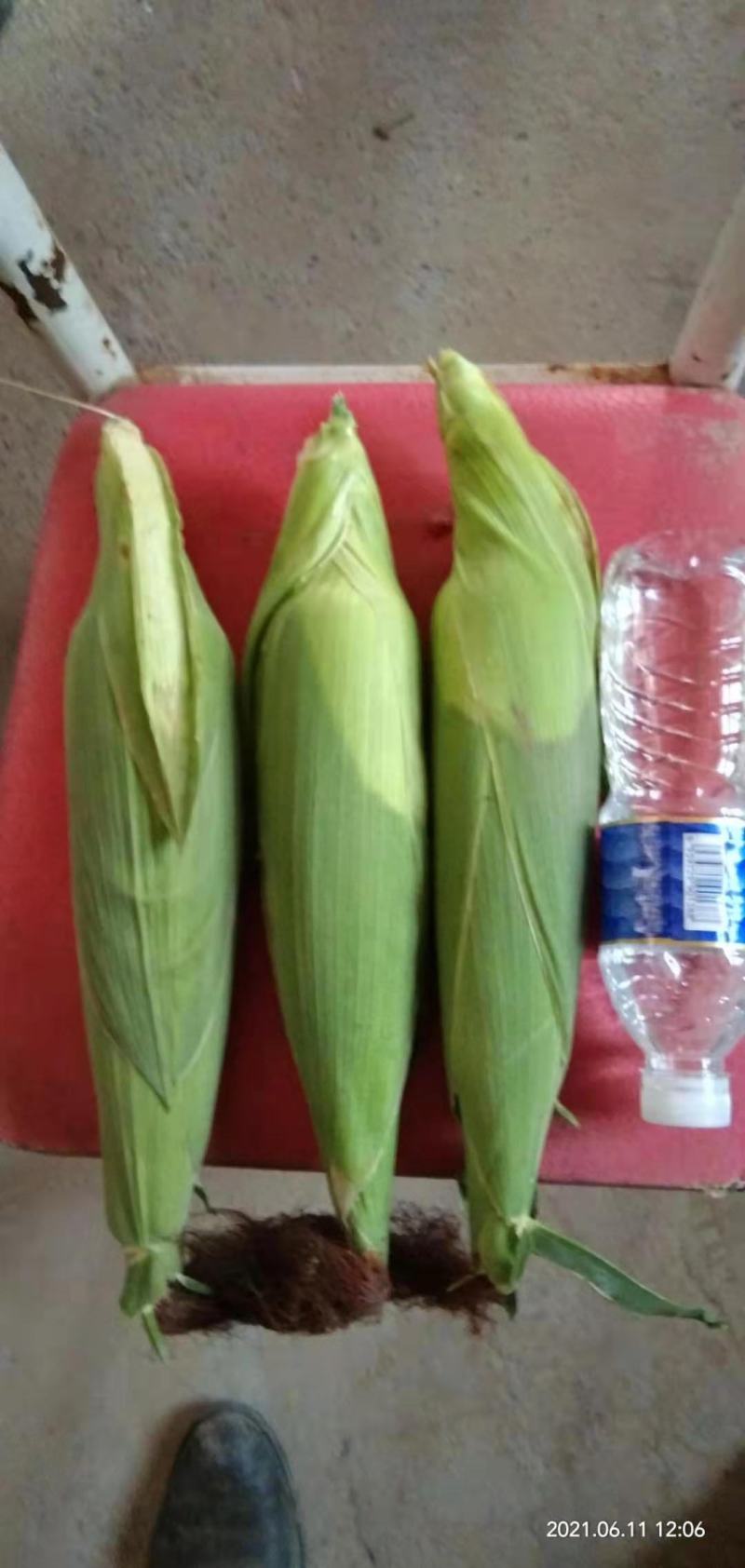 万糯玉米