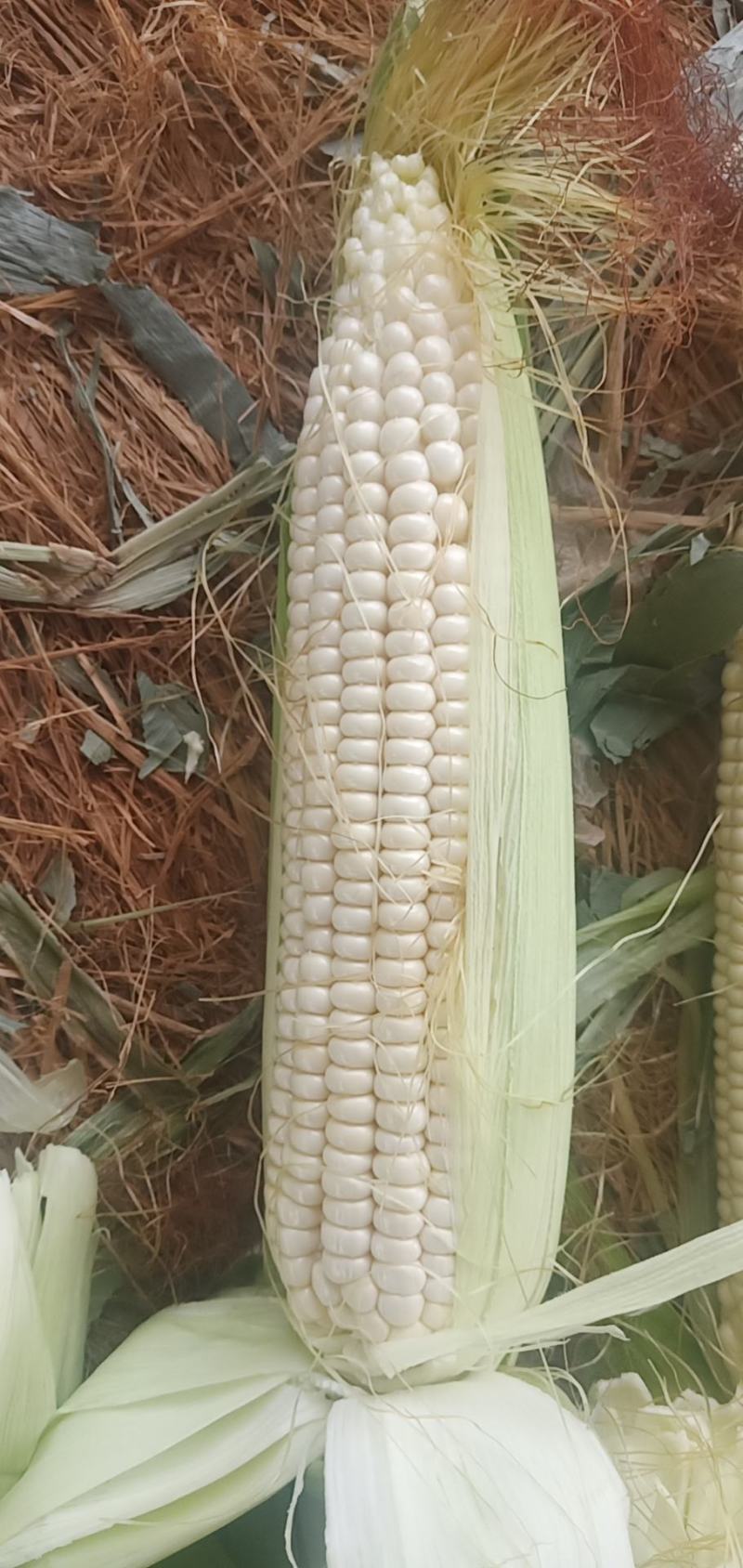 万糯玉米