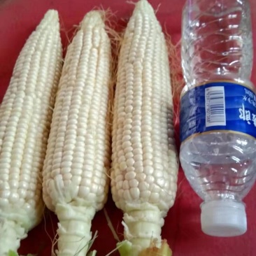 万糯玉米