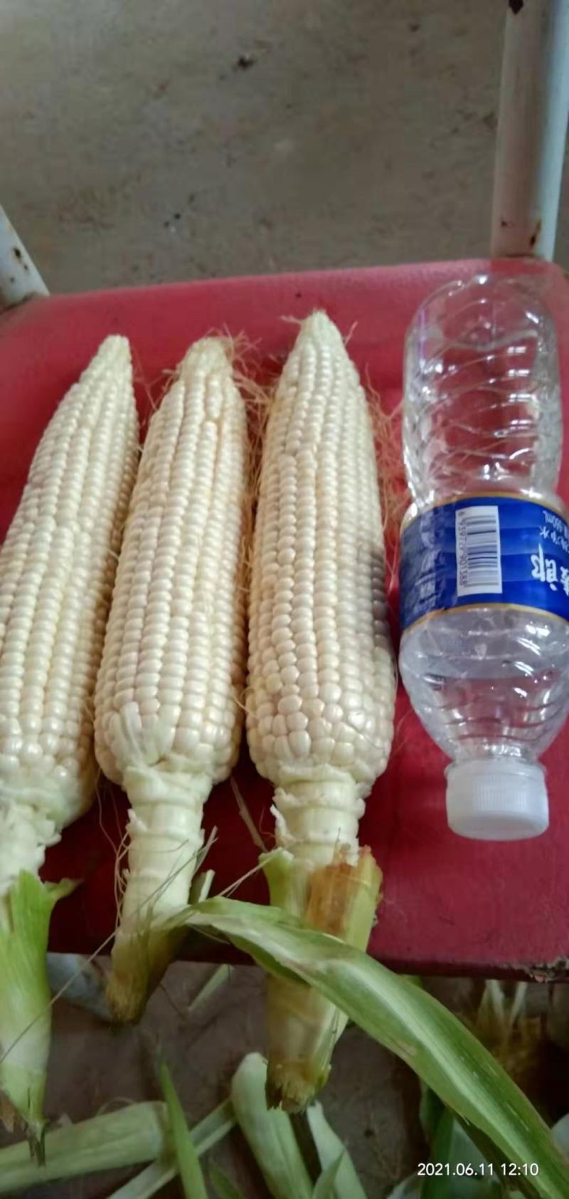 万糯玉米