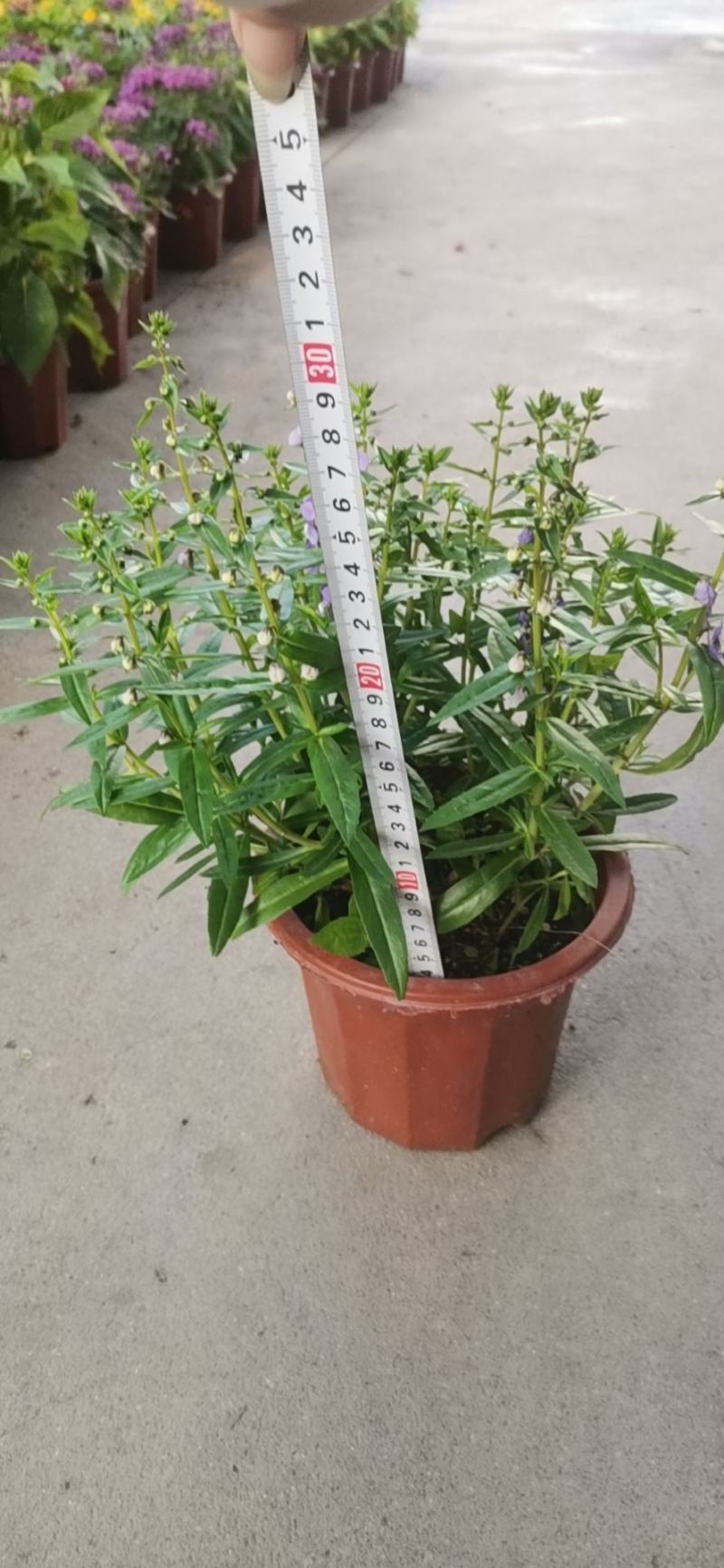 香彩雀各种颜色规格量大优惠。