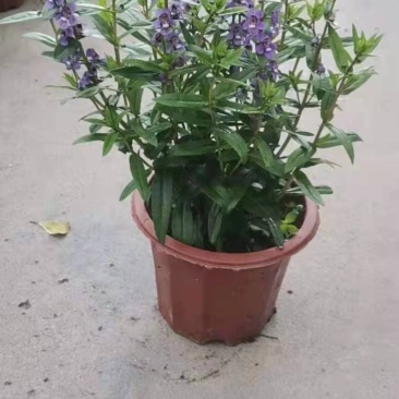 香彩雀各种颜色规格量大优惠。