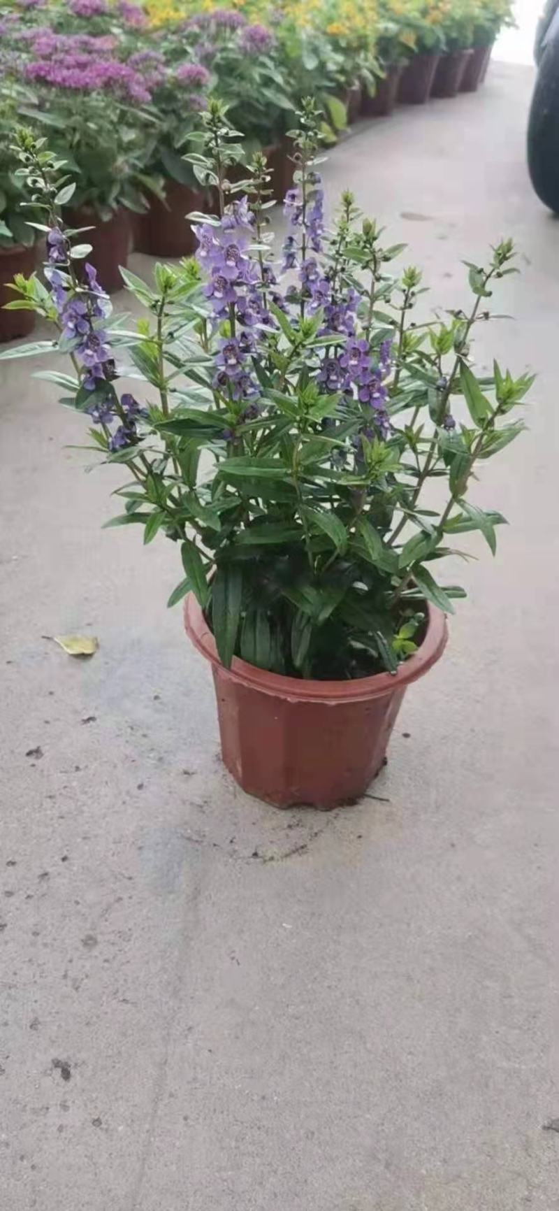 香彩雀各种颜色规格量大优惠。