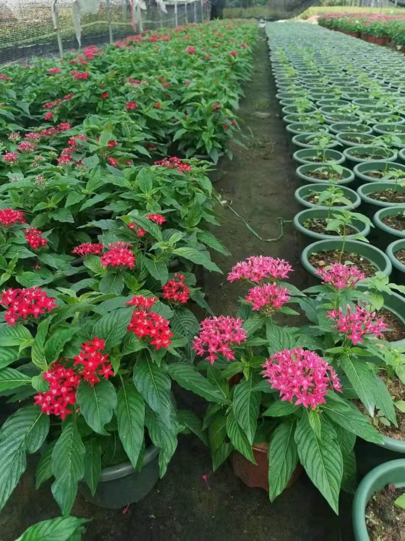 五星花各种规格有需要的联系量大优惠欢迎新老客户下单