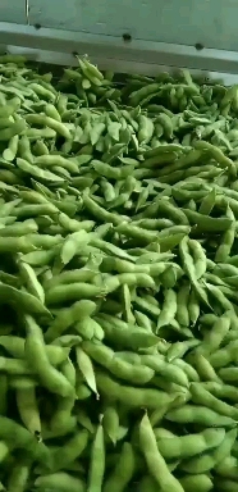 精品毛豆质量好开心绿，绿宝石大量供应