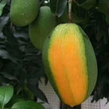 攀枝花椰香芒承接线上线下市场批发商超配送一件代发