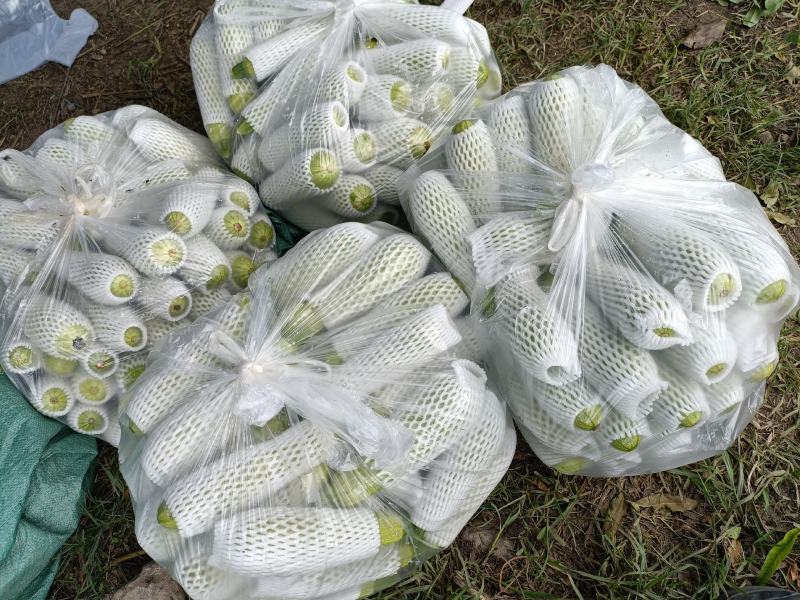 贵州西葫芦小瓜产地直销
