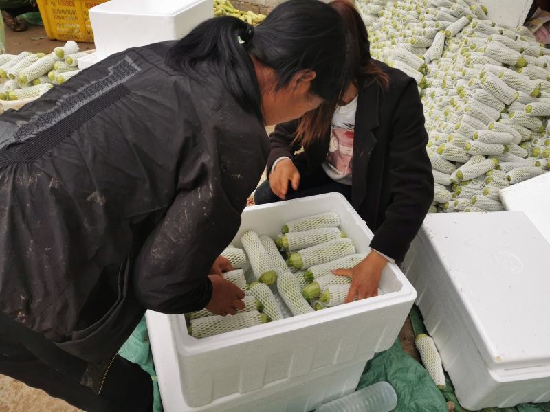 贵州西葫芦小瓜产地直销