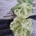 散花继续上货啊需要联系我啊。产地直供。质量保证价格偏宜。