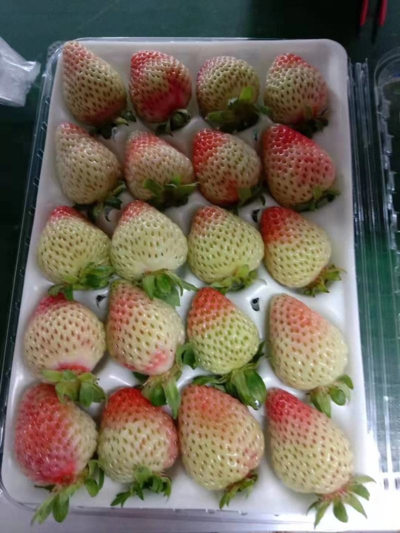 冬草莓盒装双流冬草莓烘培茶饮航空物流包邮
