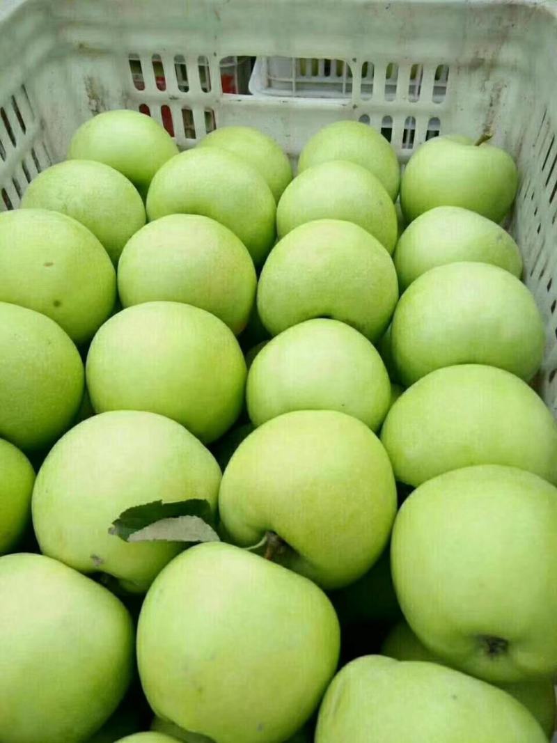 山东金帅苹果苹果大量批发品种齐全当天新鲜采摘