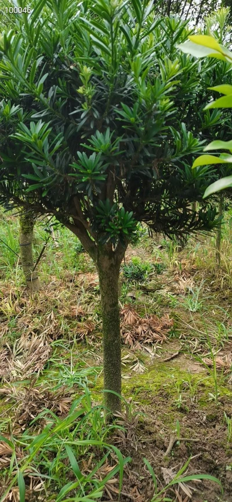 罗汉松