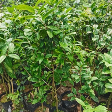 金花茶