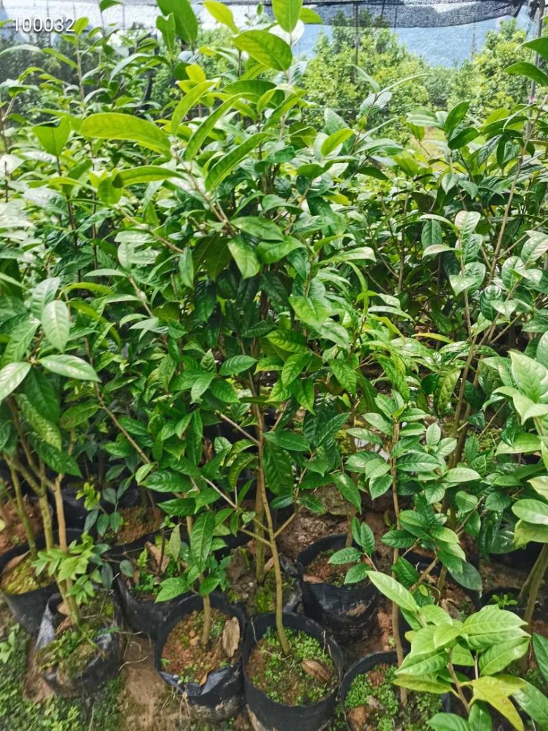 金花茶
