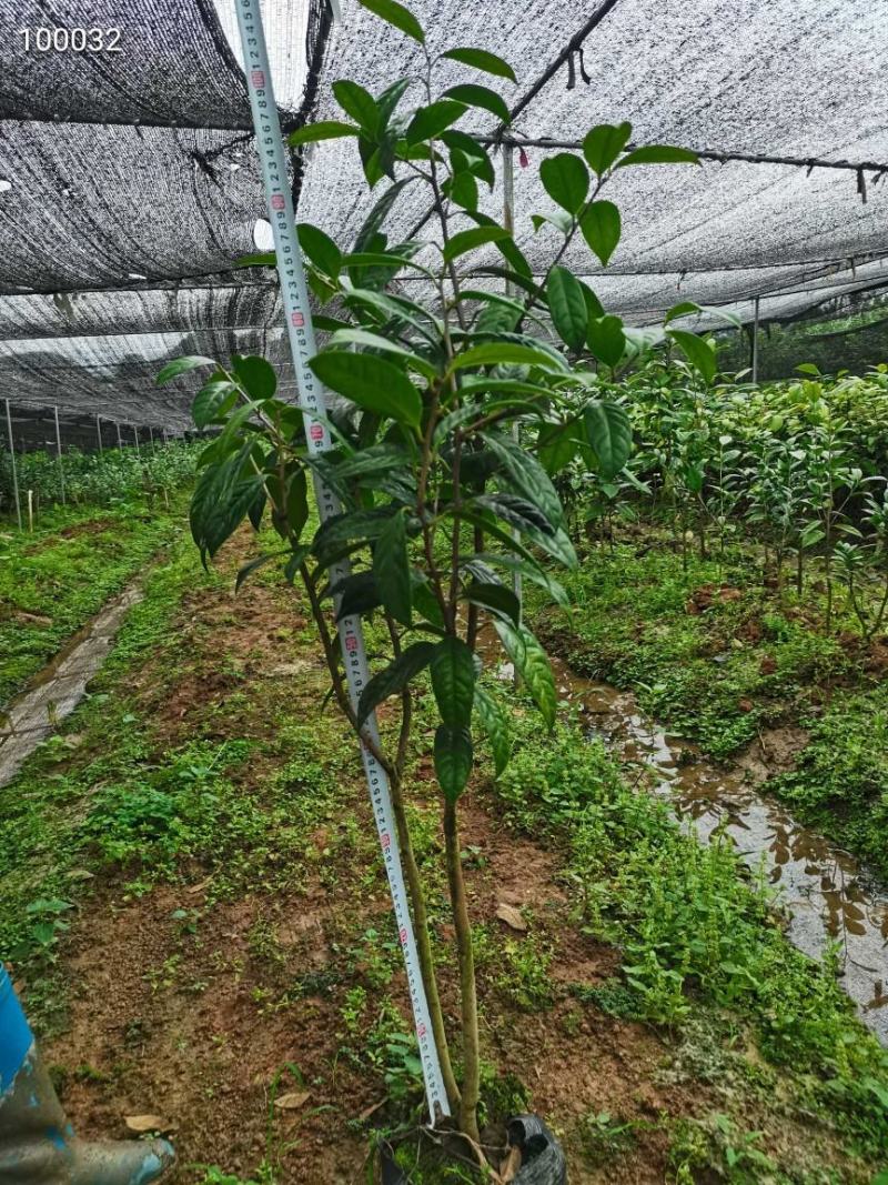 金花茶