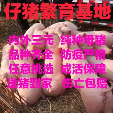 【大型猪场】三元仔猪防疫严格包成活抗病能力强