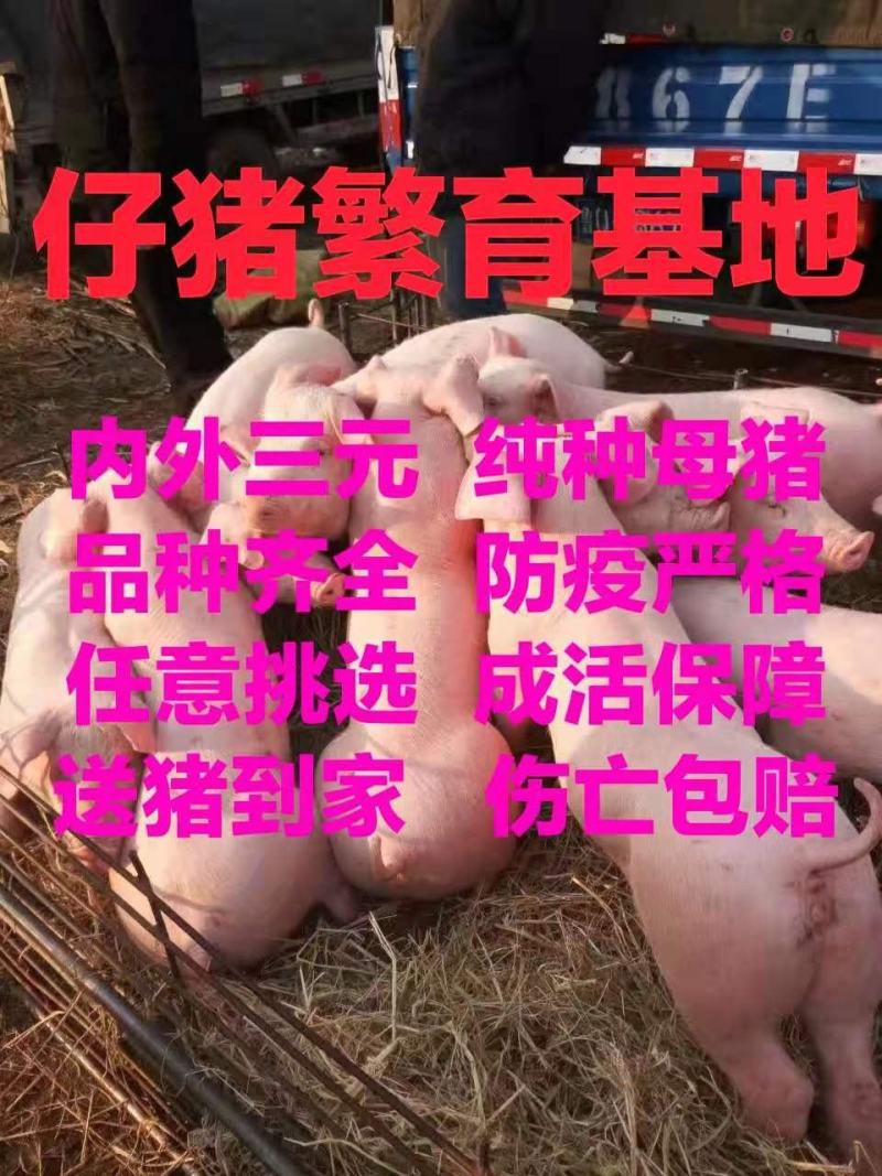 【大型猪场】三元仔猪防疫严格包成活抗病能力强