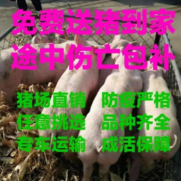 【推荐】三元二元仔猪苗猪供应防疫严格抗病能力强包成活