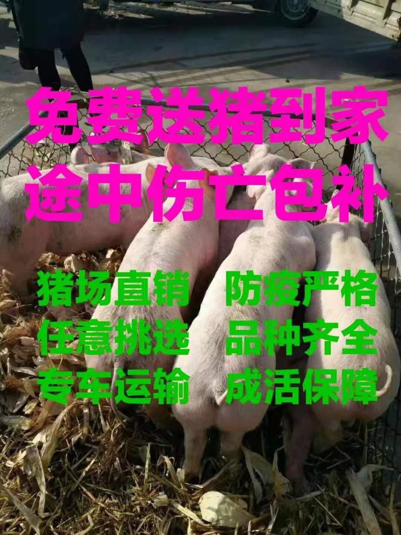 【推荐】三元二元仔猪苗猪供应防疫严格抗病能力强包成活