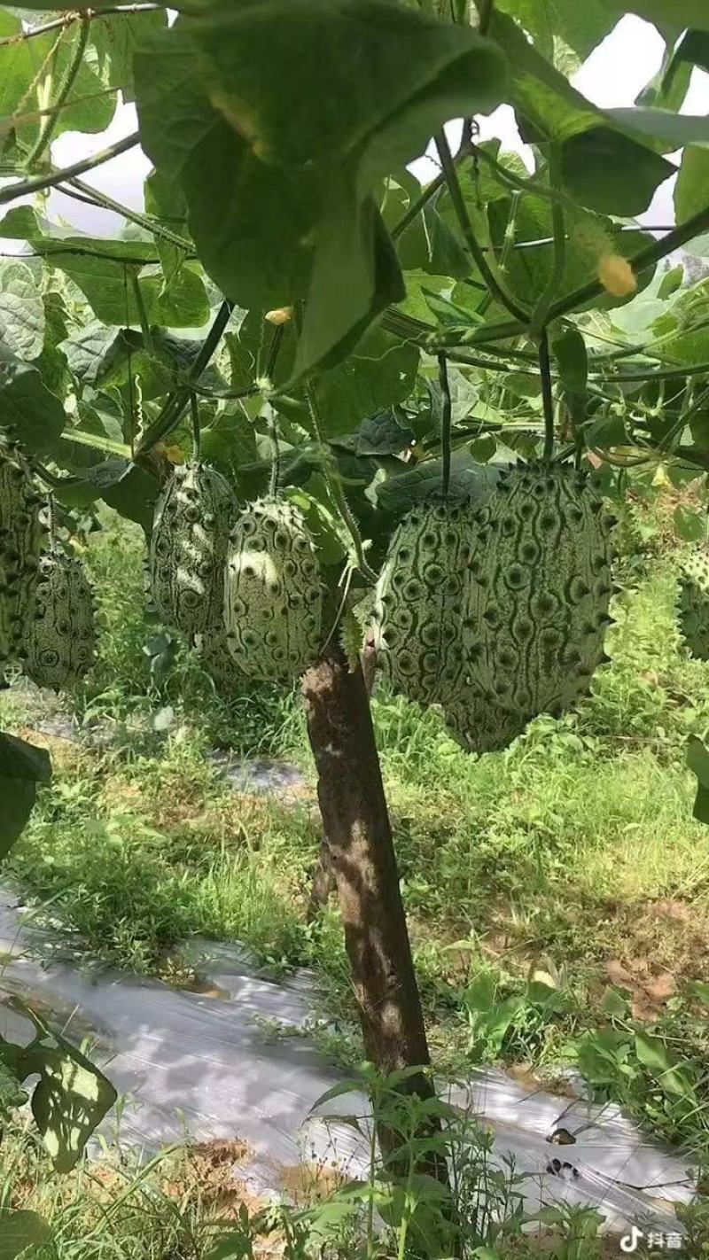火参果火星果大果64个批发现货发货刺角瓜火星果