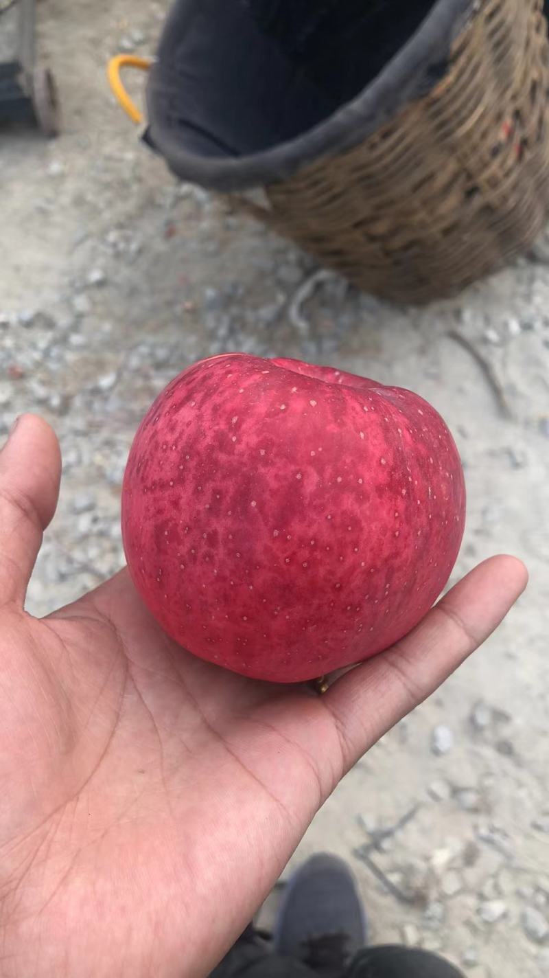 红富士苹果/条红/片红/产地批发，货源充足，质量保证
