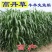 进口高丹草种子牧草种子四季养殖牛羊猪鱼再生喂鱼草虾草种