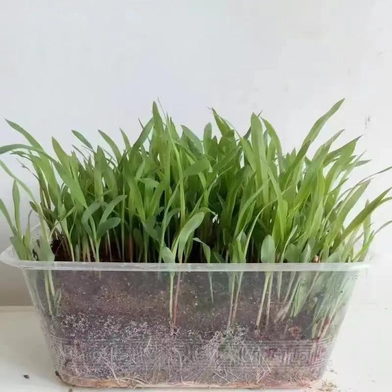 进口高丹草种子牧草种子四季养殖牛羊猪鱼再生喂鱼草虾草种