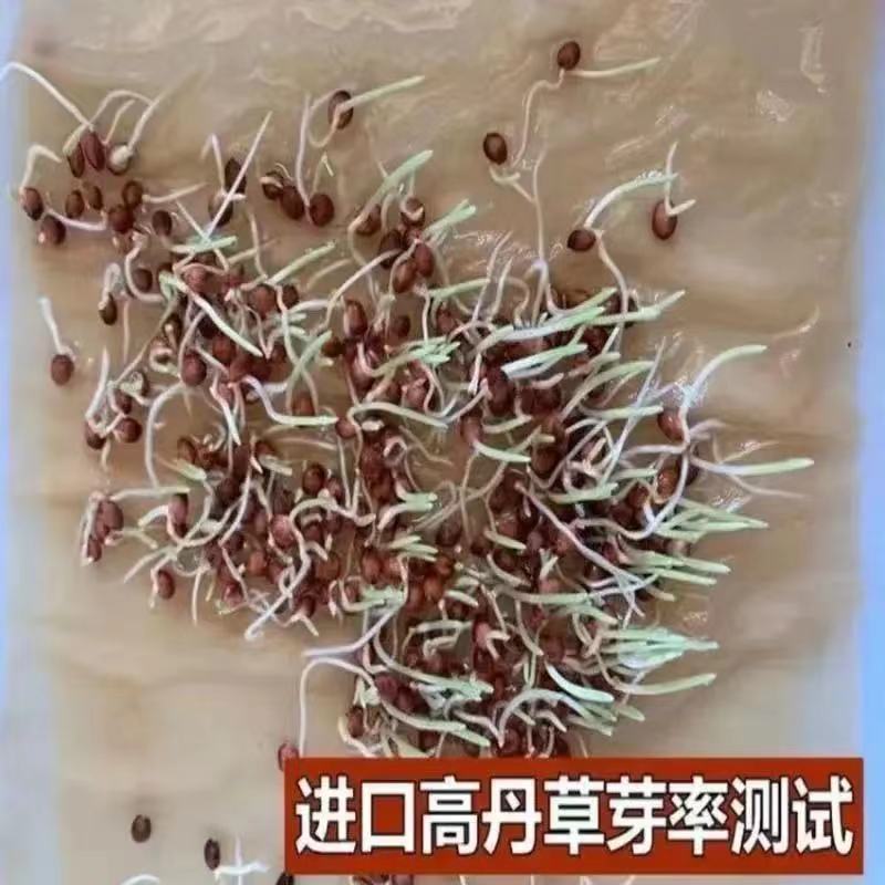 进口高丹草种子牧草种子四季养殖牛羊猪鱼再生喂鱼草虾草种