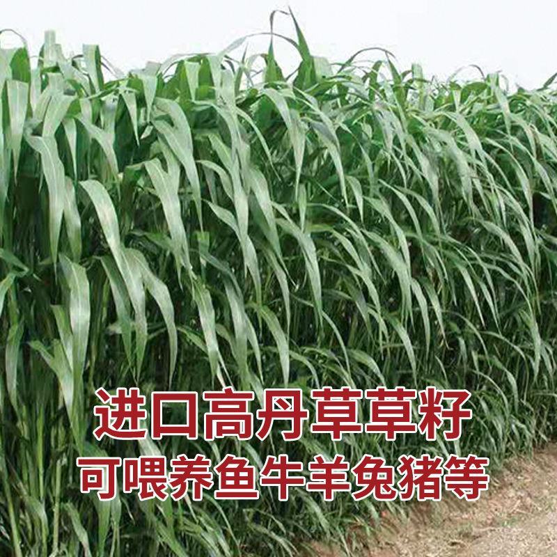 进口高丹草种子牧草种子四季养殖牛羊猪鱼再生喂鱼草虾草种
