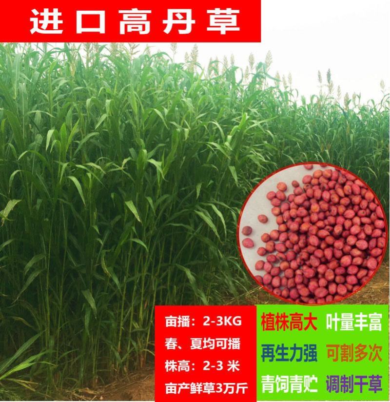 进口高丹草种子牧草种子四季养殖牛羊猪鱼再生喂鱼草虾草种