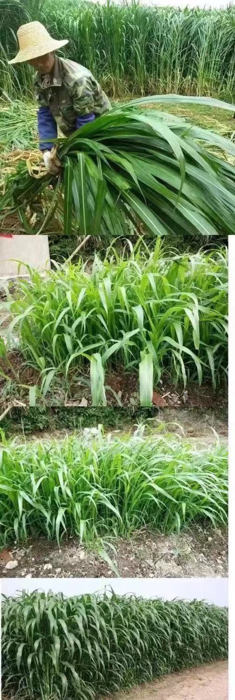 进口高丹草种子牧草种子四季养殖牛羊猪鱼再生喂鱼草虾草种